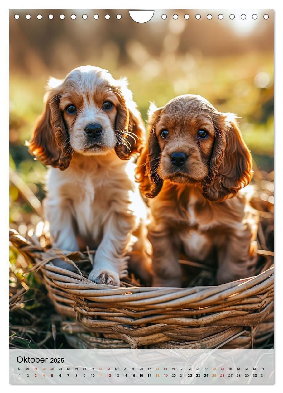 Bild: 9783383765322 | Cocker Spaniel - ein Hund für die Familie (Wandkalender 2025 DIN A4...