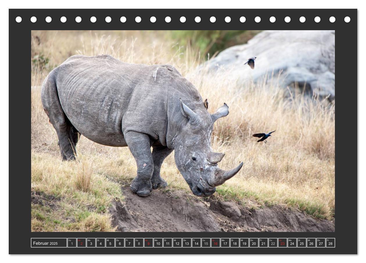 Bild: 9783435564446 | Das Weiße Nashorn (Tischkalender 2025 DIN A5 quer), CALVENDO...