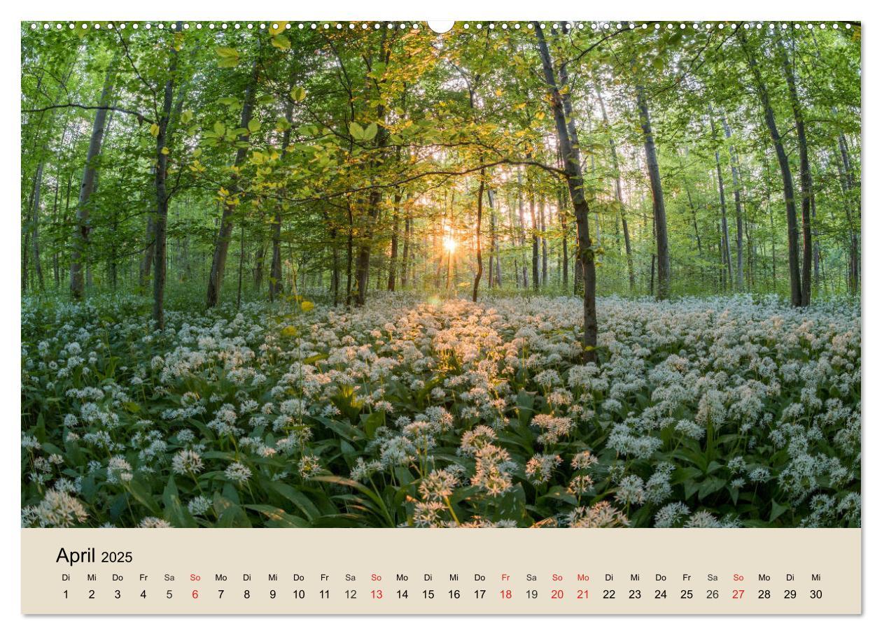 Bild: 9783435317714 | Der Wald. Durch zauberhafte Waldlandschaften (Wandkalender 2025 DIN...