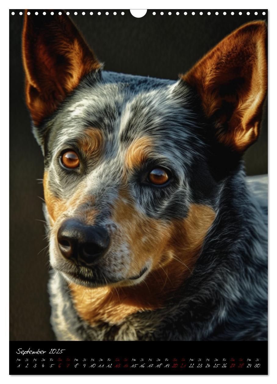 Bild: 9783435877072 | Australian Cattle Dogs (Wandkalender 2025 DIN A3 hoch), CALVENDO...