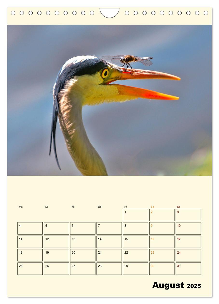 Bild: 9783435904563 | Lustig verrückt - der Tierkalender (Wandkalender 2025 DIN A4 hoch),...