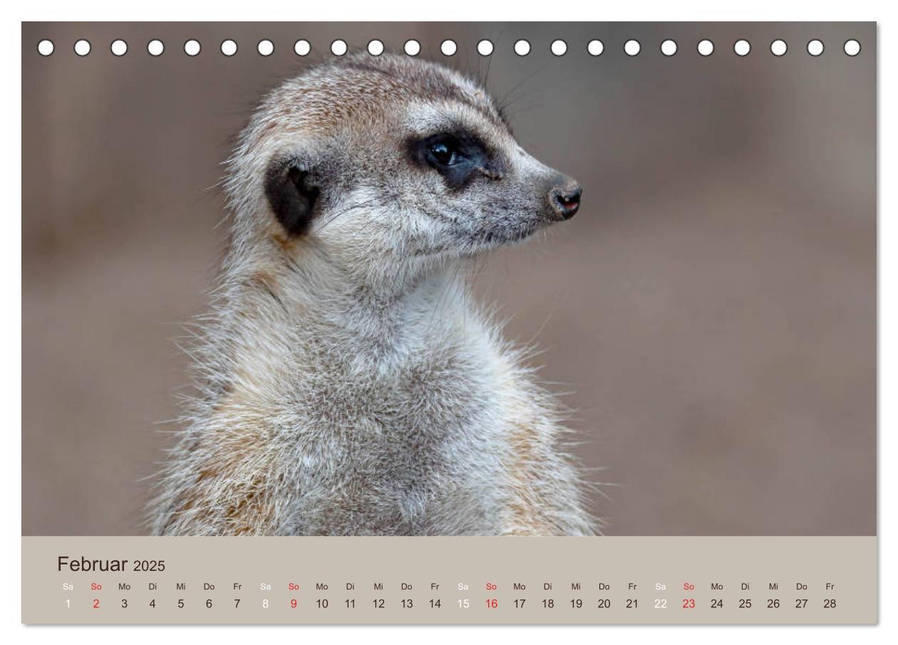 Bild: 9783435210206 | Quirlige Erdmännchen (Tischkalender 2025 DIN A5 quer), CALVENDO...