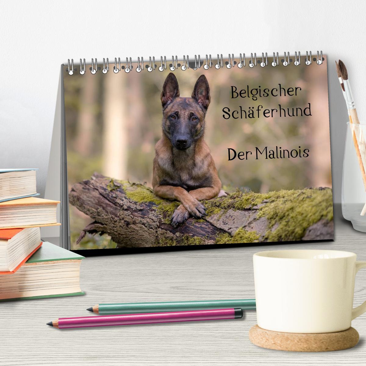 Bild: 9783435642267 | Belgischer Schäferhund - Der Malinois (Tischkalender 2025 DIN A5...