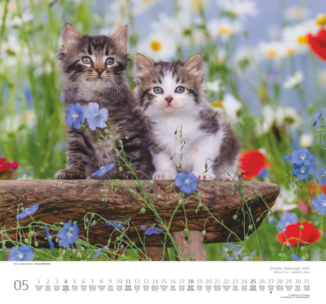 Bild: 4250809652498 | DUMONT - Geliebte Stubentiger 2025 Wandkalender, 38x35,5cm,...