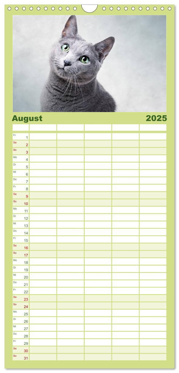 Bild: 9783457111178 | Familienplaner 2025 - Katzen mit 5 Spalten (Wandkalender, 21 x 45...