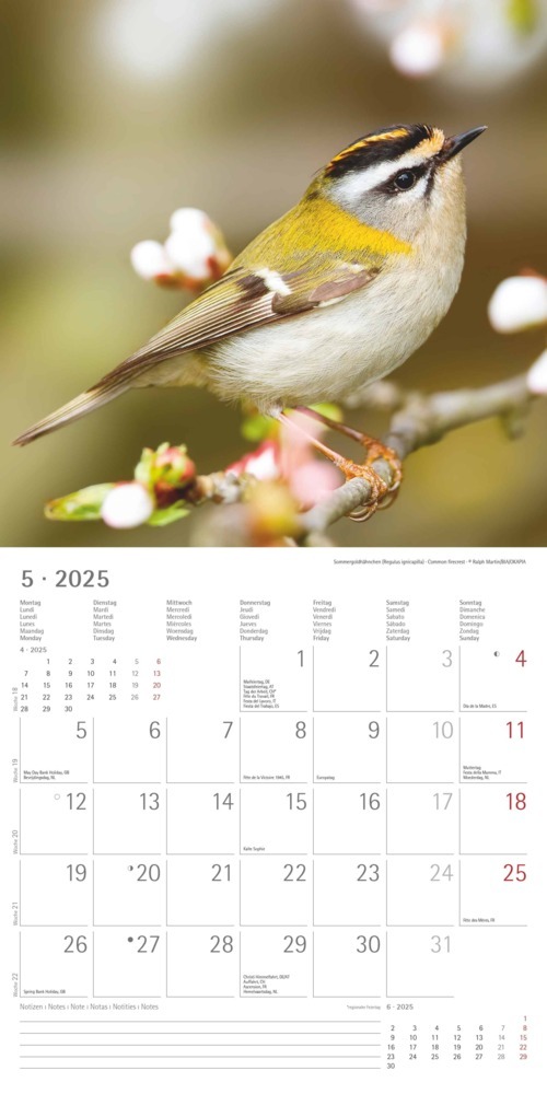 Bild: 4251732340728 | Alpha Edition - Vögel 2025 Broschürenkalender, 30x30cm,...