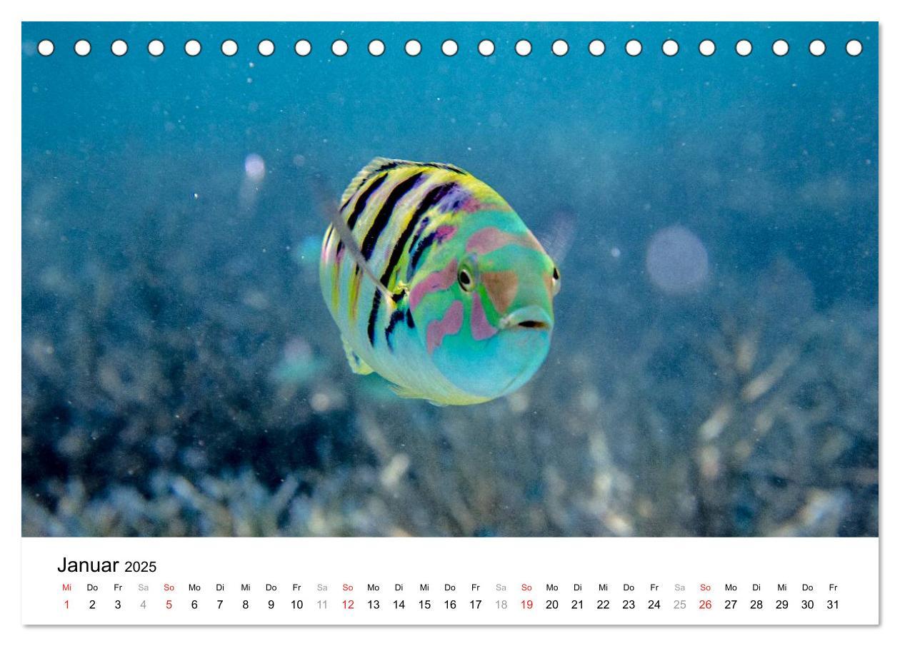 Bild: 9783435808144 | Unterwasserwelt der Malediven I (Tischkalender 2025 DIN A5 quer),...