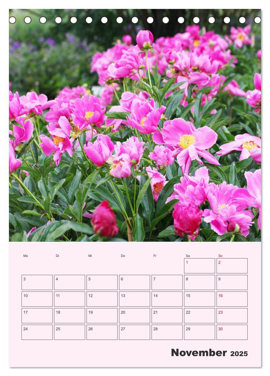 Bild: 9783435970964 | Pfingstrosen Rosen ohne Dornen (Tischkalender 2025 DIN A5 hoch),...