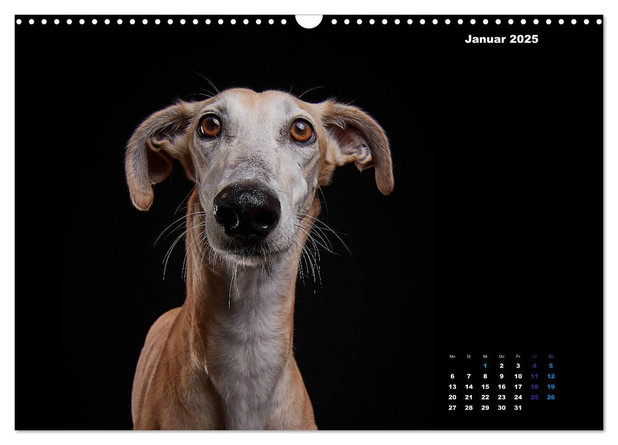 Bild: 9783435228522 | Die Stimme der Windhunde (Wandkalender 2025 DIN A3 quer), CALVENDO...