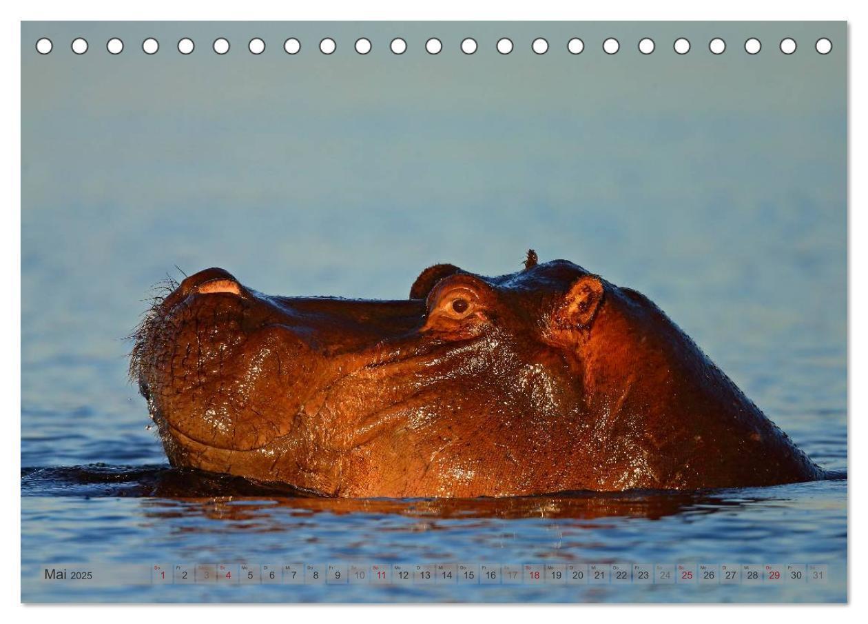 Bild: 9783435762026 | Flusspferde Magie des Augenblicks - Hippos in Afrika (Tischkalender...