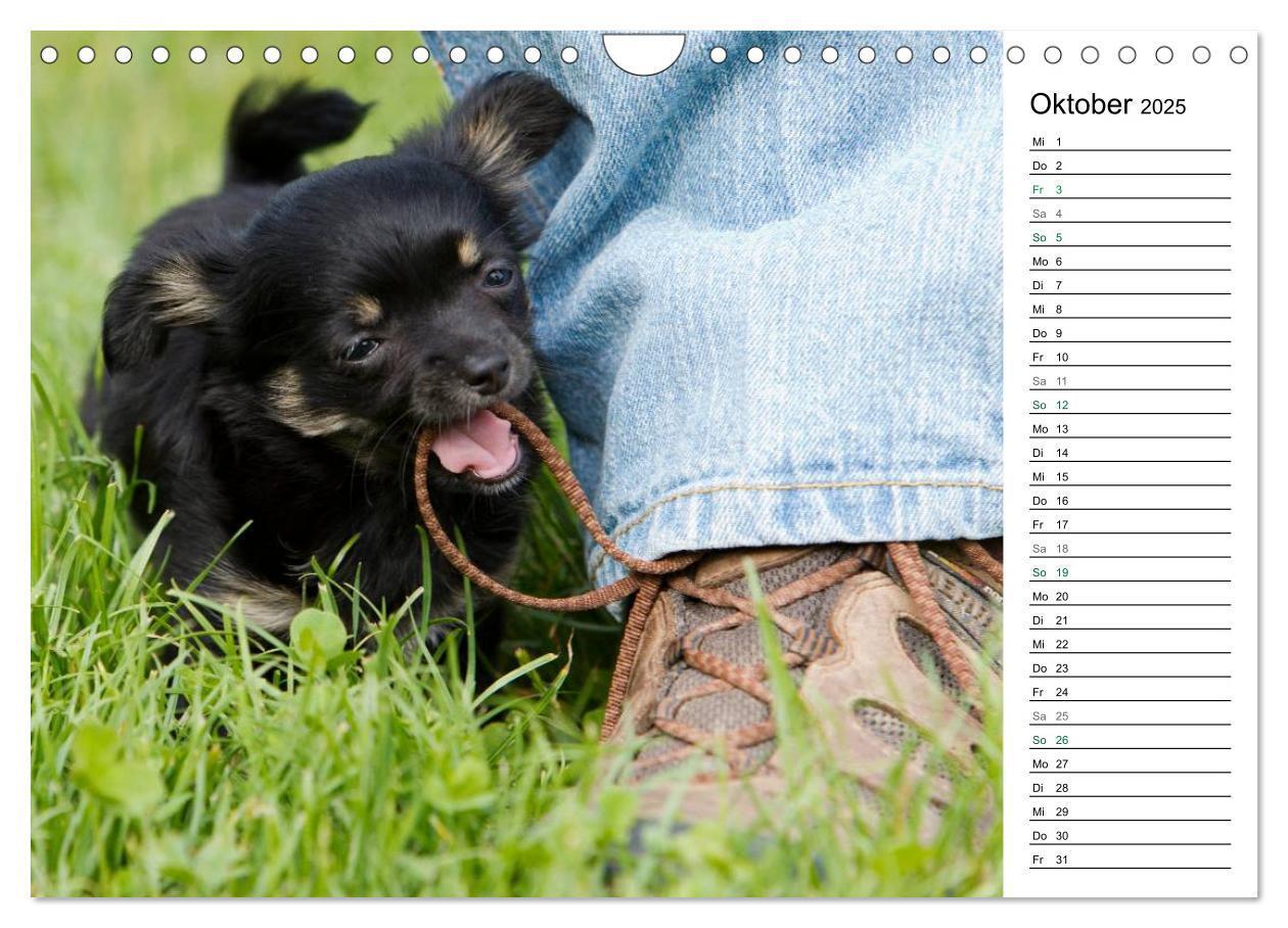 Bild: 9783435557295 | Chihuahuas - kleine Herzensbrecher (Wandkalender 2025 DIN A4 quer),...