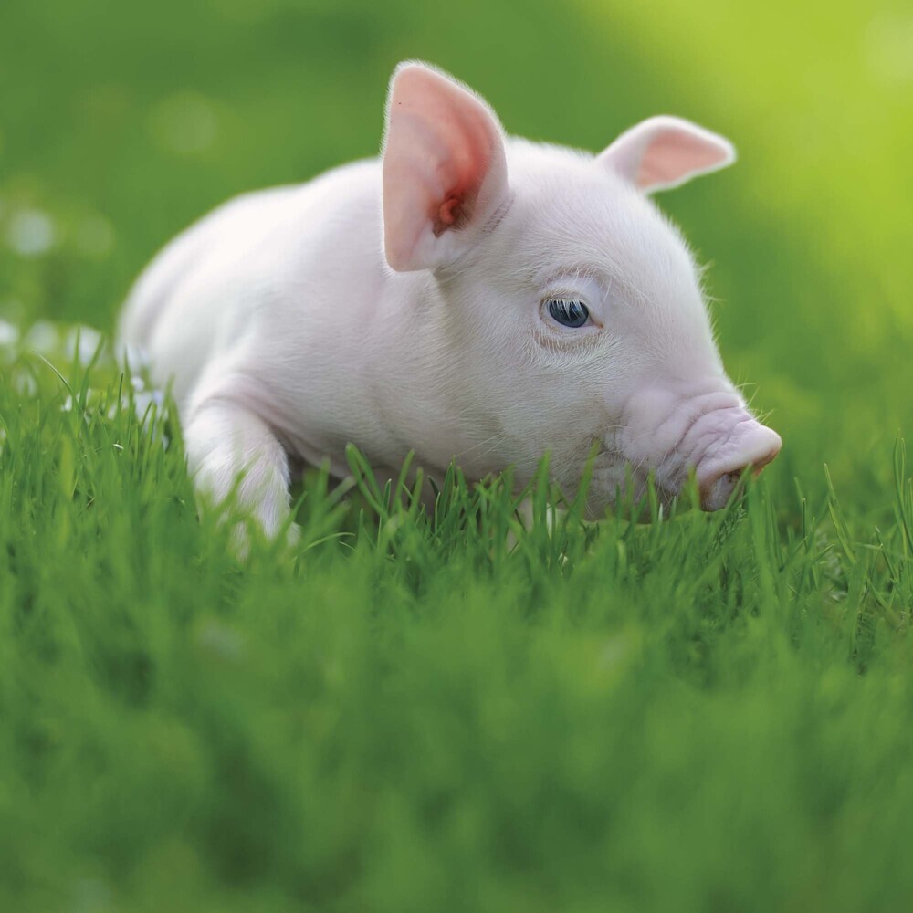 Bild: 9783959294515 | Piggies/Schweinchen 2025 | Kalender 2025 | Kalender | Drahtheftung