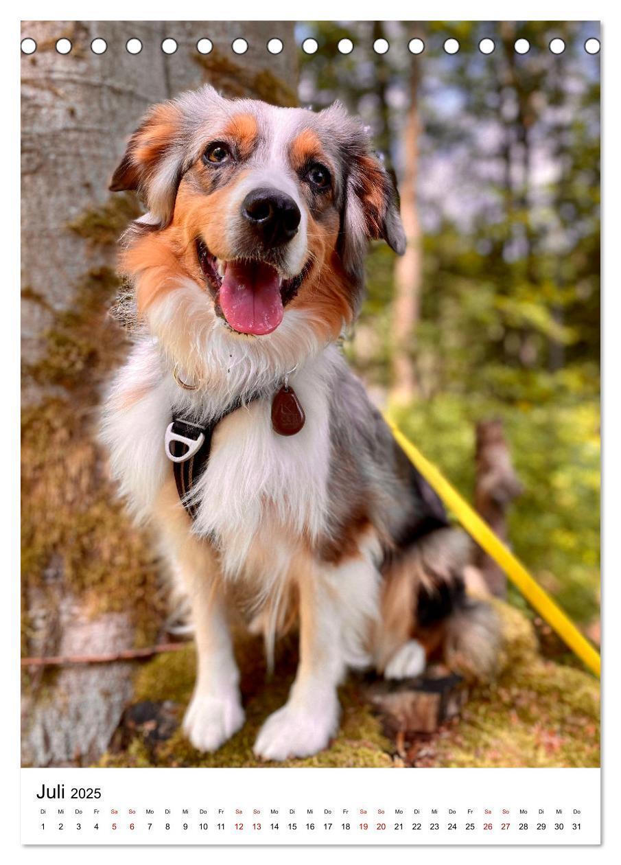 Bild: 9783435928606 | Hermine - Ein Jahr mit einem Mini Australian Shepherd...