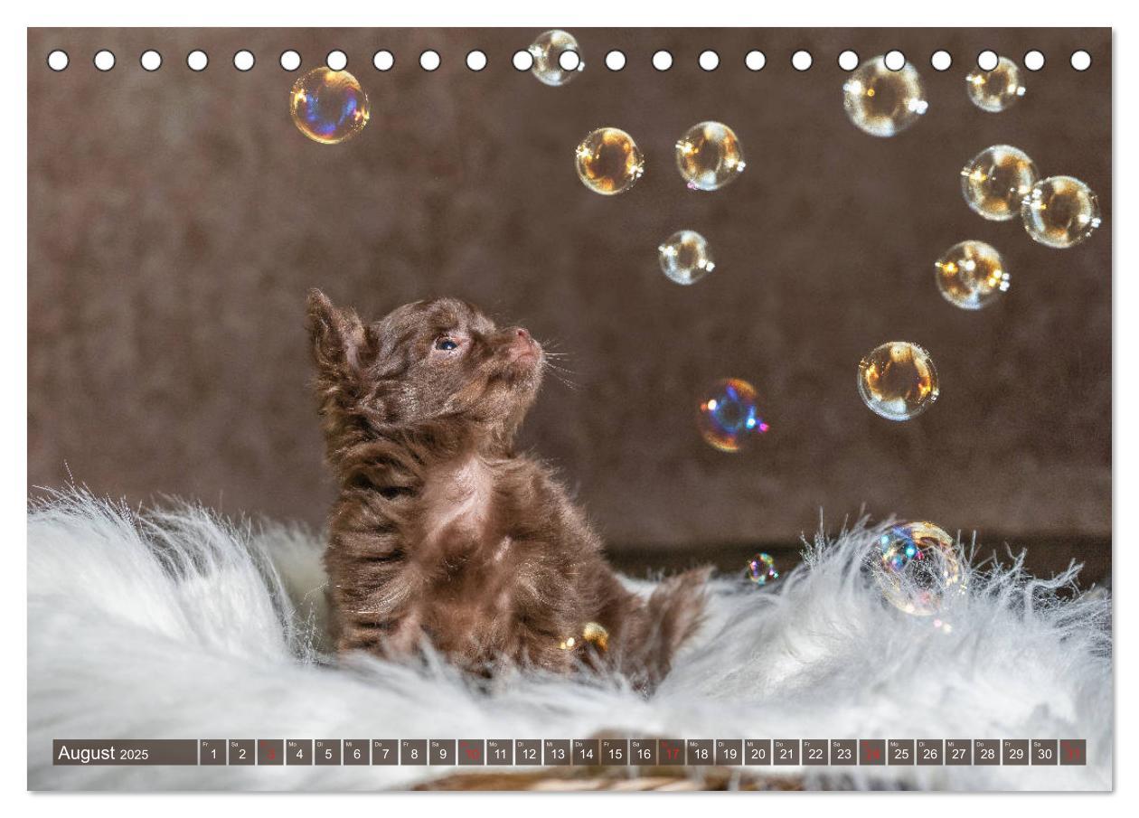 Bild: 9783435286645 | Chihuahua-Babys - Amy und Angel im Studio (Tischkalender 2025 DIN...