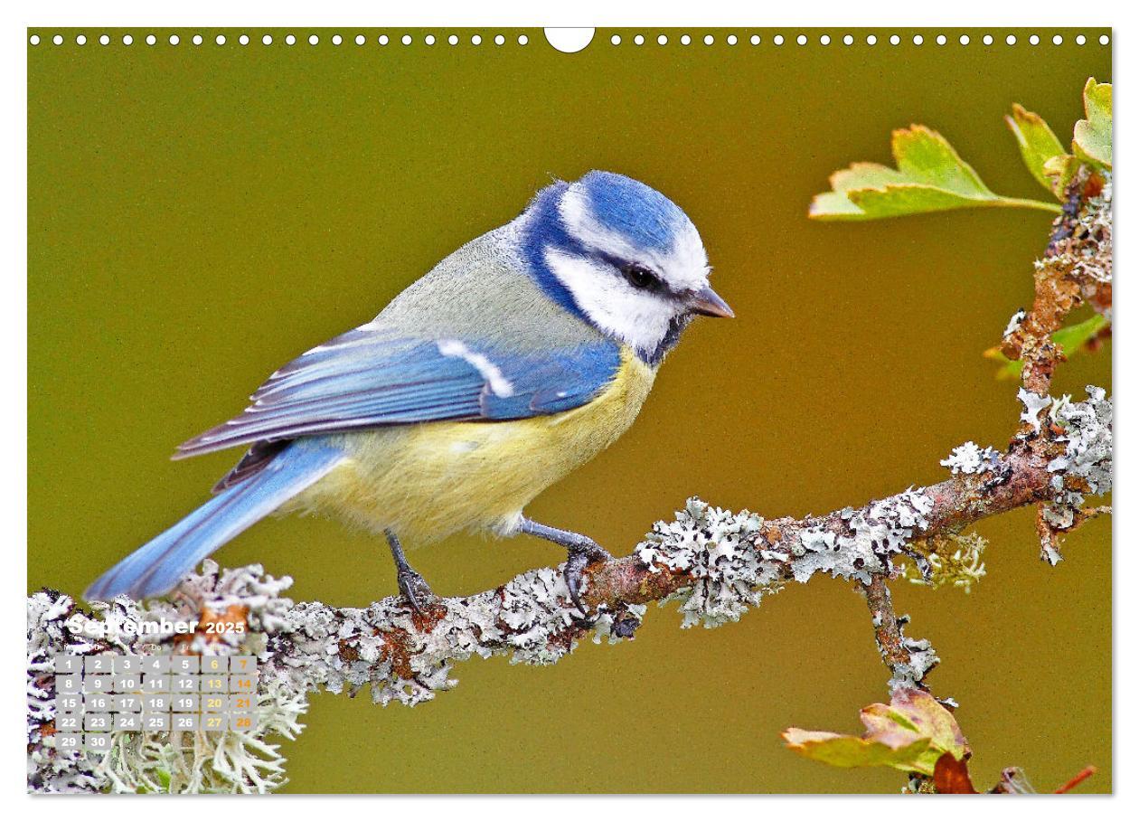 Bild: 9783383874031 | Amsel, Fink und Star: Heimische Vögel (Wandkalender 2025 DIN A3...