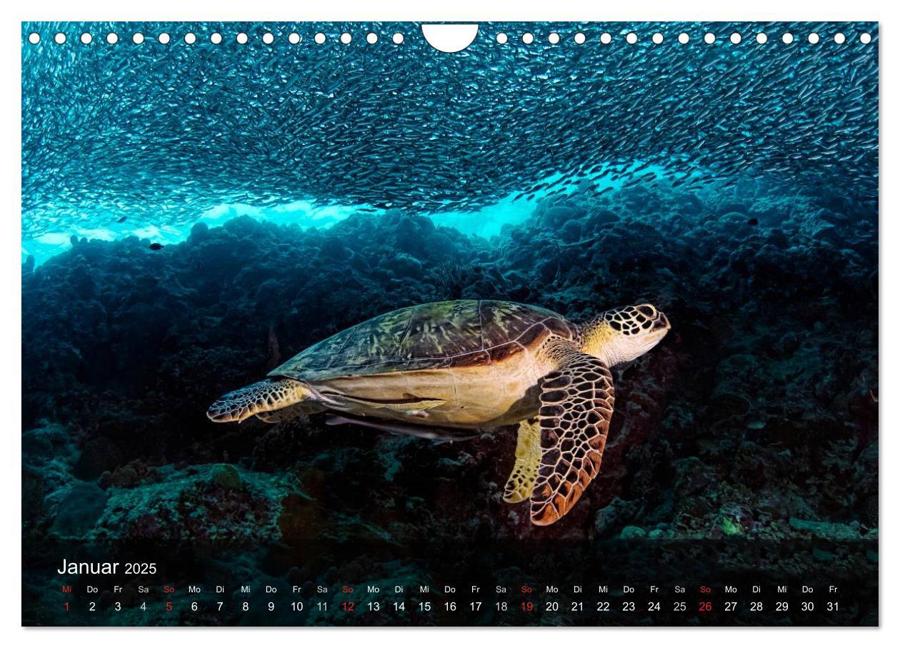 Bild: 9783435597680 | Schildkröten des Ozeans (Wandkalender 2025 DIN A4 quer), CALVENDO...