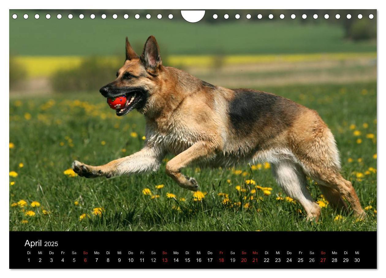 Bild: 9783435784011 | Mit dem Deutschen Schäferhund durch's Jahr (Wandkalender 2025 DIN...