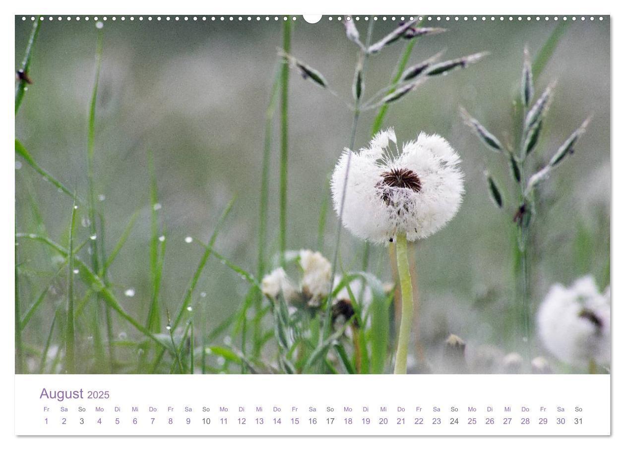 Bild: 9783435809516 | Blumen &amp; Blüten Träume (Wandkalender 2025 DIN A2 quer), CALVENDO...