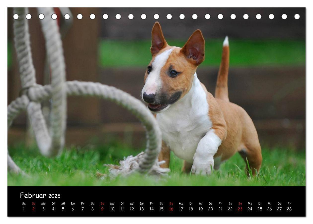 Bild: 9783435767694 | Bullterrier (Tischkalender 2025 DIN A5 quer), CALVENDO Monatskalender