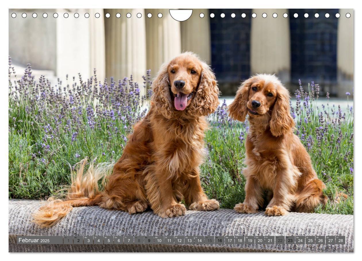 Bild: 9783435447930 | English Cocker Spaniels - Ein Spaziergang im Park (Wandkalender...