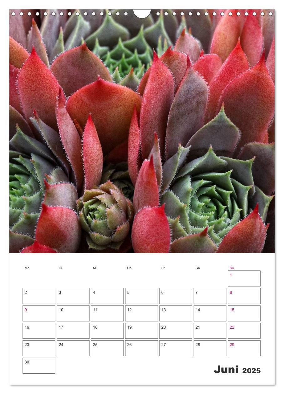 Bild: 9783457021675 | Ich liebe Sempervivum (Wandkalender 2025 DIN A3 hoch), CALVENDO...