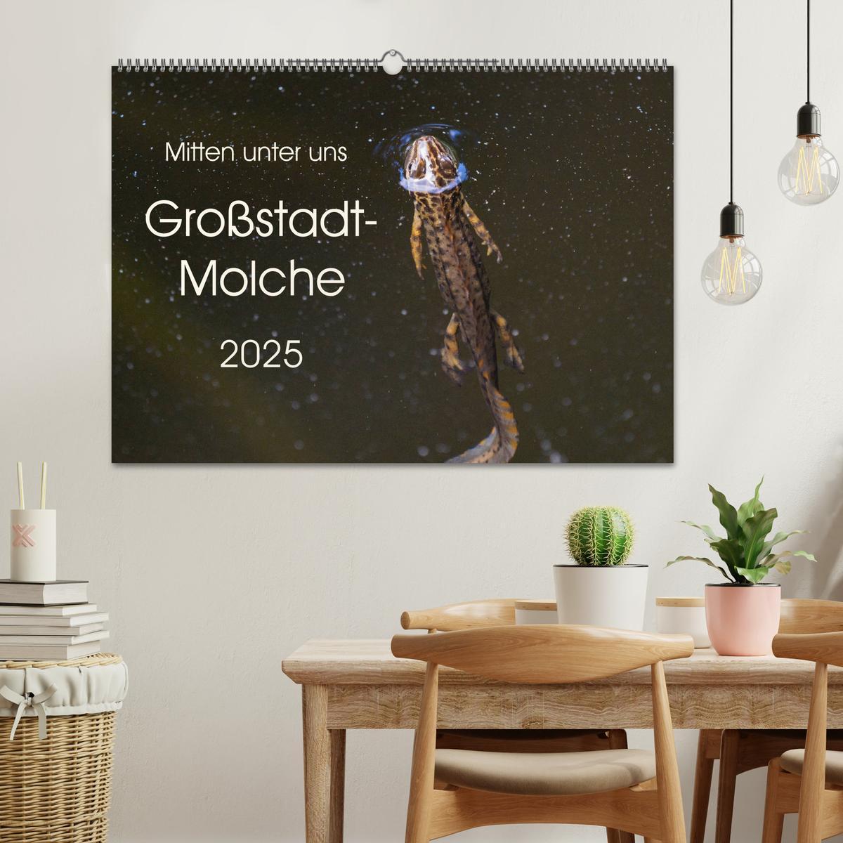 Bild: 9783435397532 | Mitten unter uns - Großstadt-Molche (Wandkalender 2025 DIN A2...