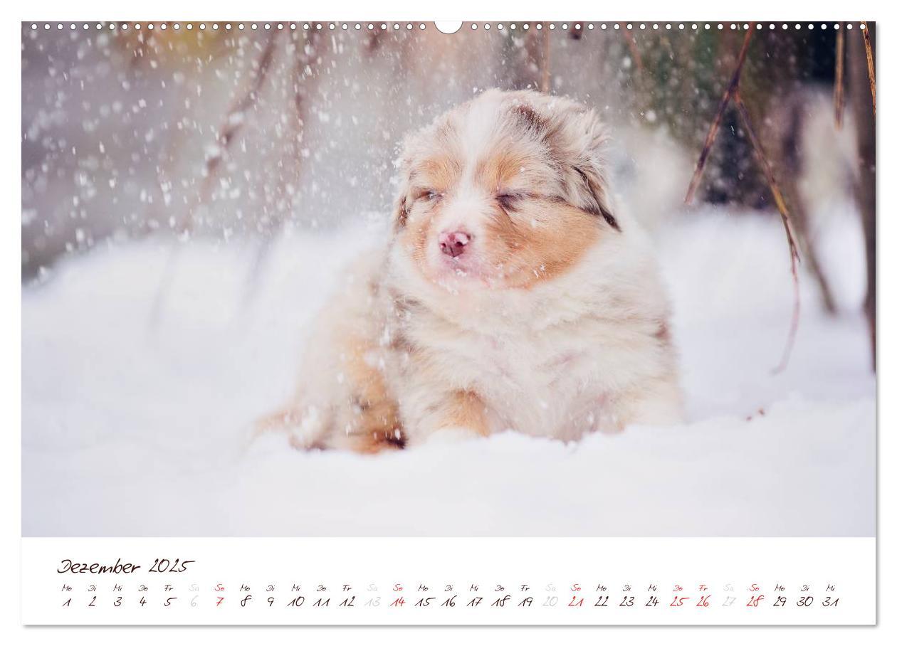 Bild: 9783435803804 | Wunderbare Australian Shepherds (hochwertiger Premium Wandkalender...