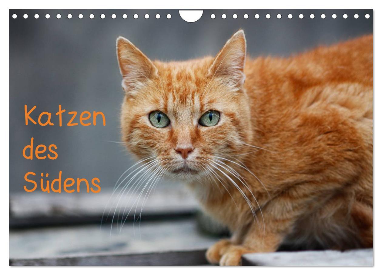 Cover: 9783435787975 | Katzen des Südens (Wandkalender 2025 DIN A4 quer), CALVENDO...