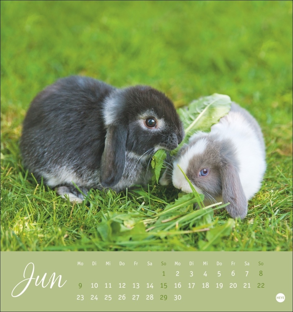 Bild: 9783756407057 | Süße Kaninchen Postkartenkalender 2025 | Monika Wegler | Kalender