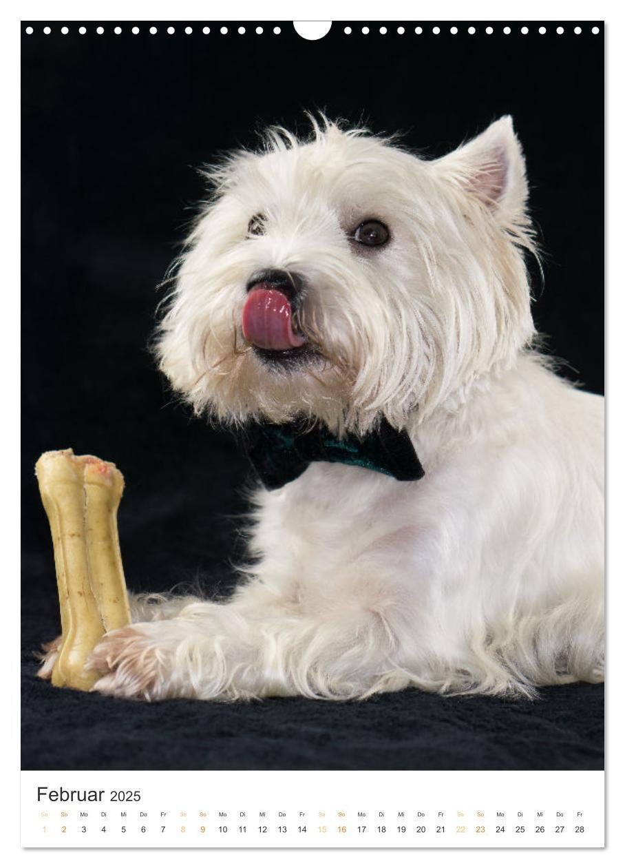 Bild: 9783383796739 | Der Westie - Portrait eines West Highland White Terriers...