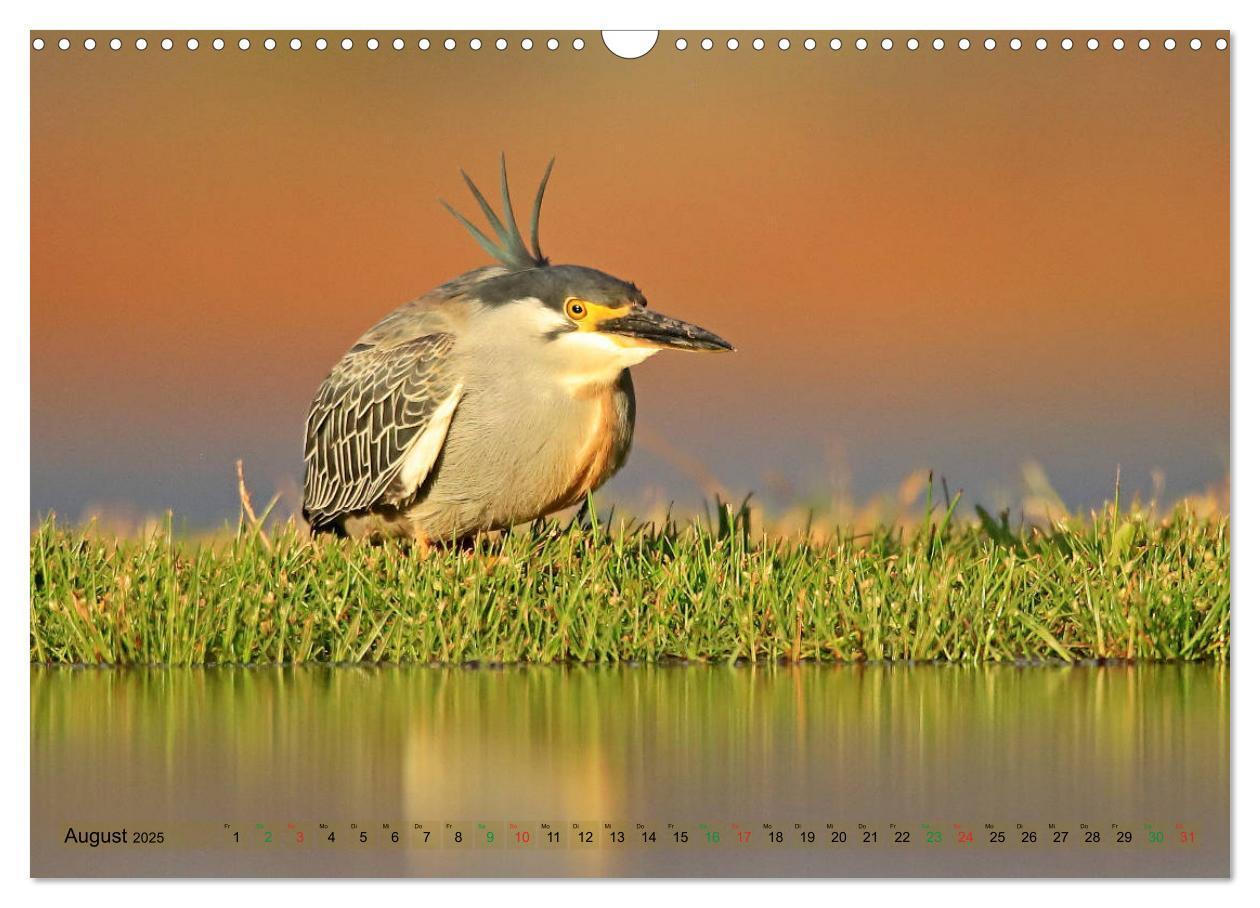 Bild: 9783435697359 | Vögel in Afrika - Magie der Farben (Wandkalender 2025 DIN A3 quer),...