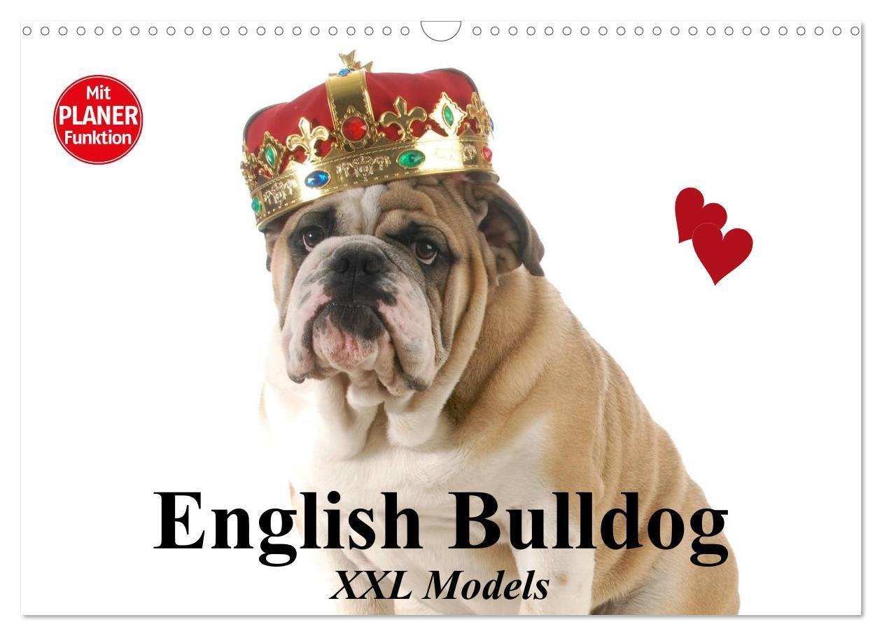 Cover: 9783435539048 | English Bulldog XXL Models (Wandkalender 2025 DIN A3 quer),...