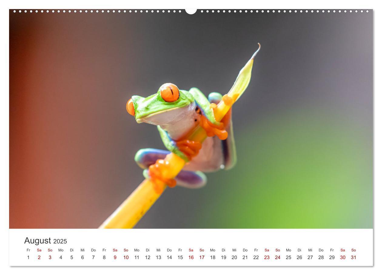 Bild: 9783435000937 | Frösche - Die wunderschöne Welt der bunten Hüpfer. (Wandkalender...