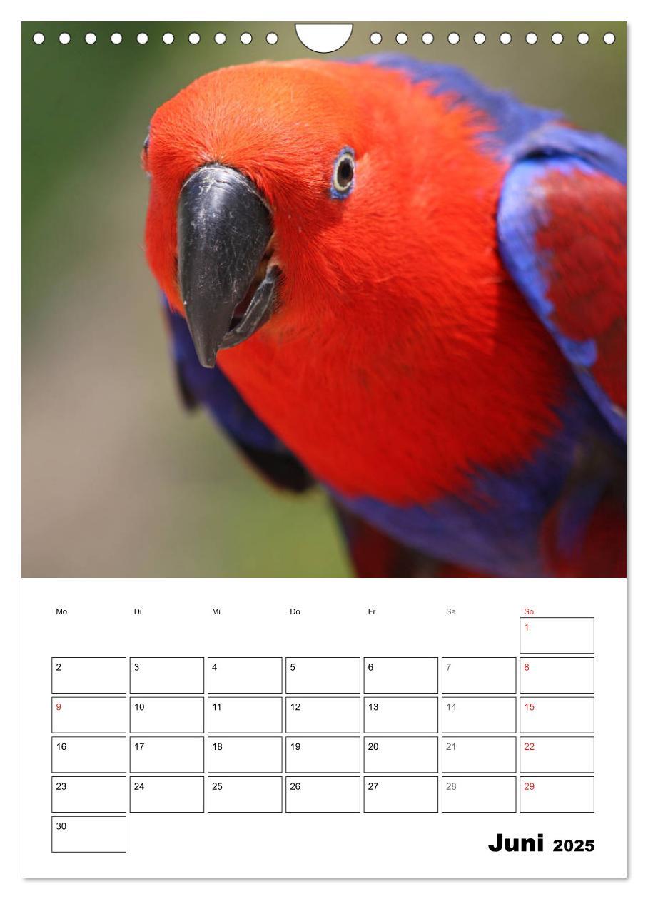 Bild: 9783435985418 | Papageien - Graupapagei, Rosella und Co. (Wandkalender 2025 DIN A4...