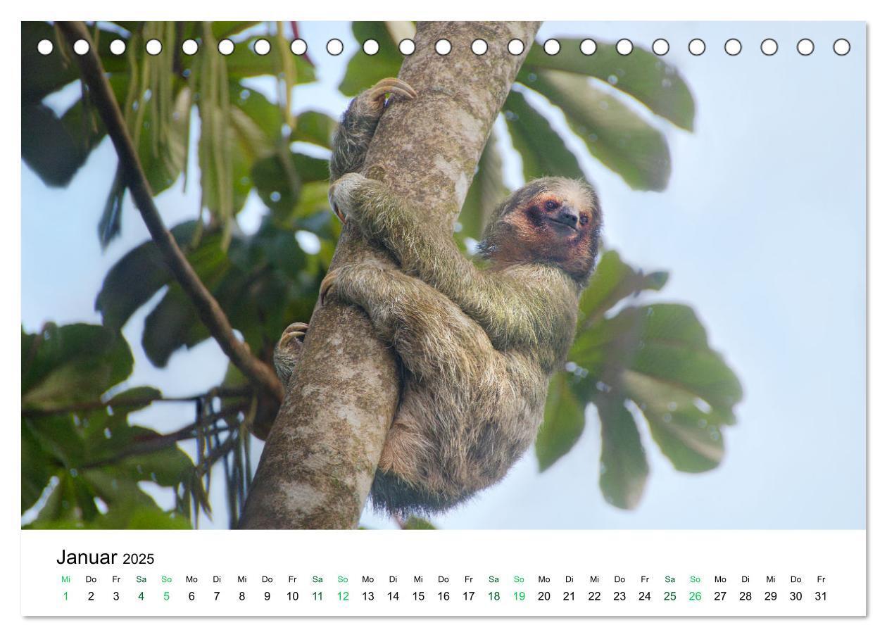 Bild: 9783383977138 | Costa Rica - Tropische Tierwelt (Tischkalender 2025 DIN A5 quer),...