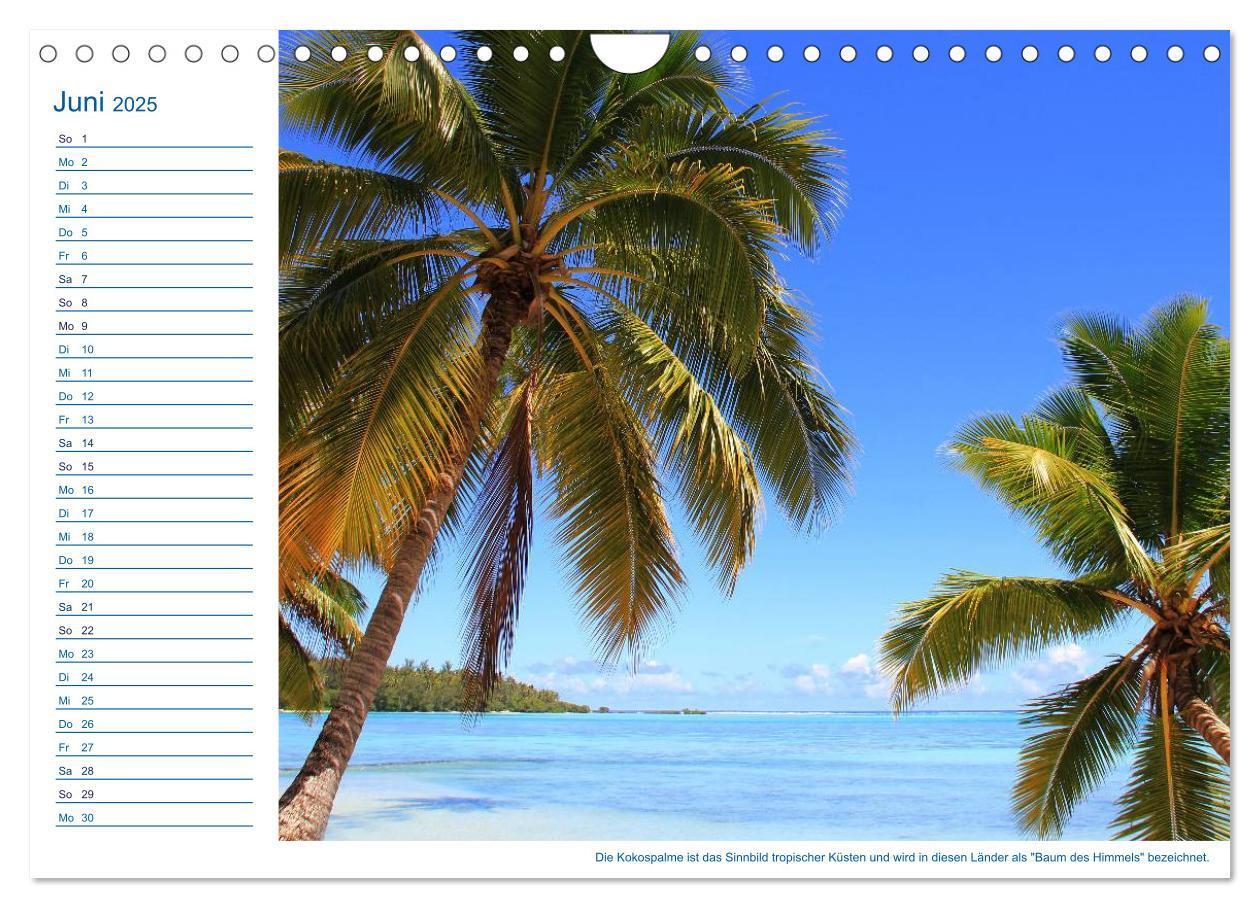 Bild: 9783435509874 | Südsee-Insel Mo'orea (Wandkalender 2025 DIN A4 quer), CALVENDO...