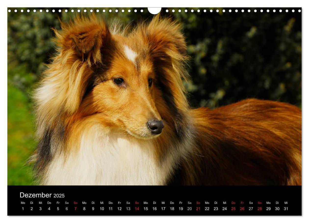 Bild: 9783435768226 | Sheltie 2025 (Wandkalender 2025 DIN A3 quer), CALVENDO Monatskalender