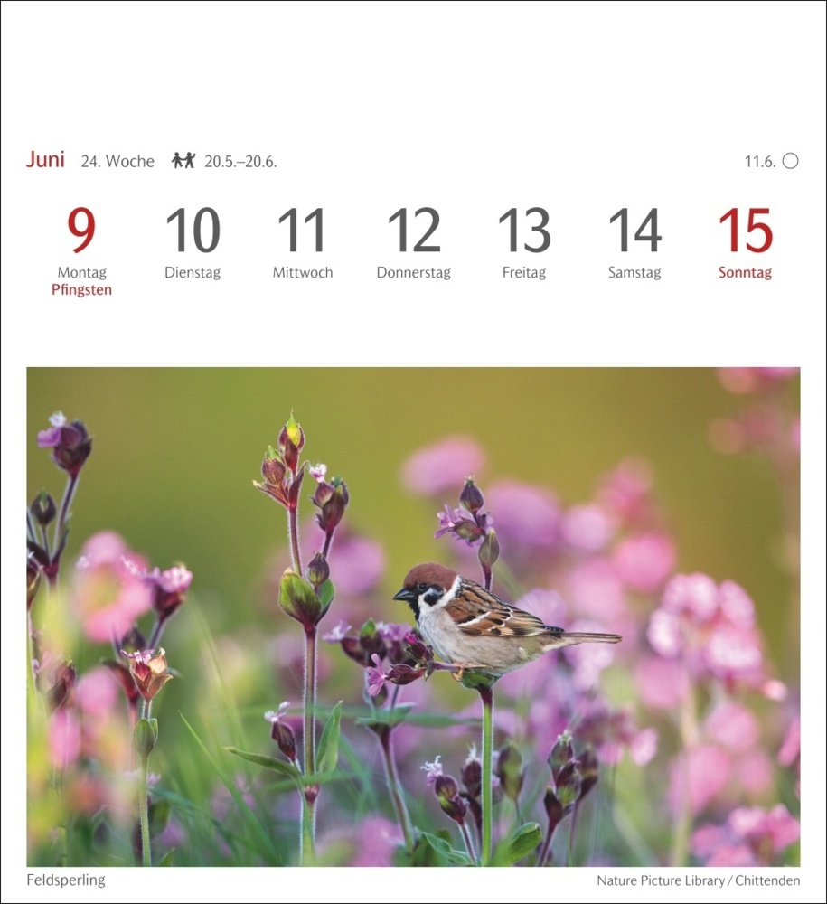 Bild: 9783840034213 | Heimische Vögel Postkartenkalender 2025 - Wochenkalender mit 53...