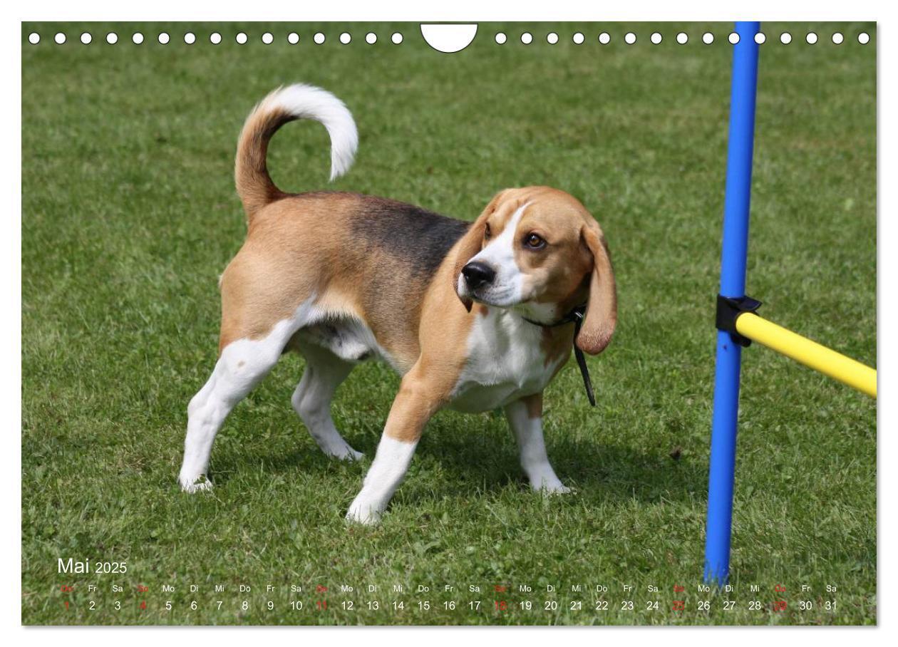 Bild: 9783435746859 | Beagle (Wandkalender 2025 DIN A4 quer), CALVENDO Monatskalender | Berg