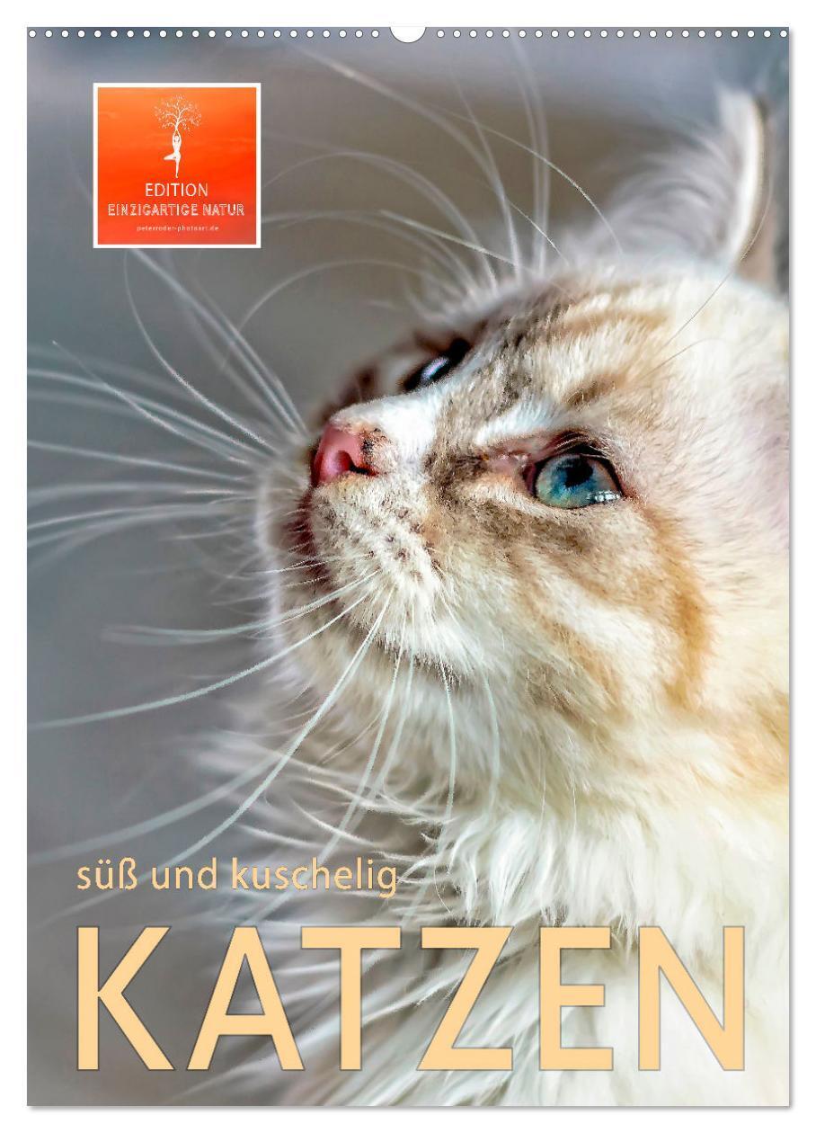 Cover: 9783435928057 | Katzen - süß und kuschelig (Wandkalender 2025 DIN A2 hoch),...