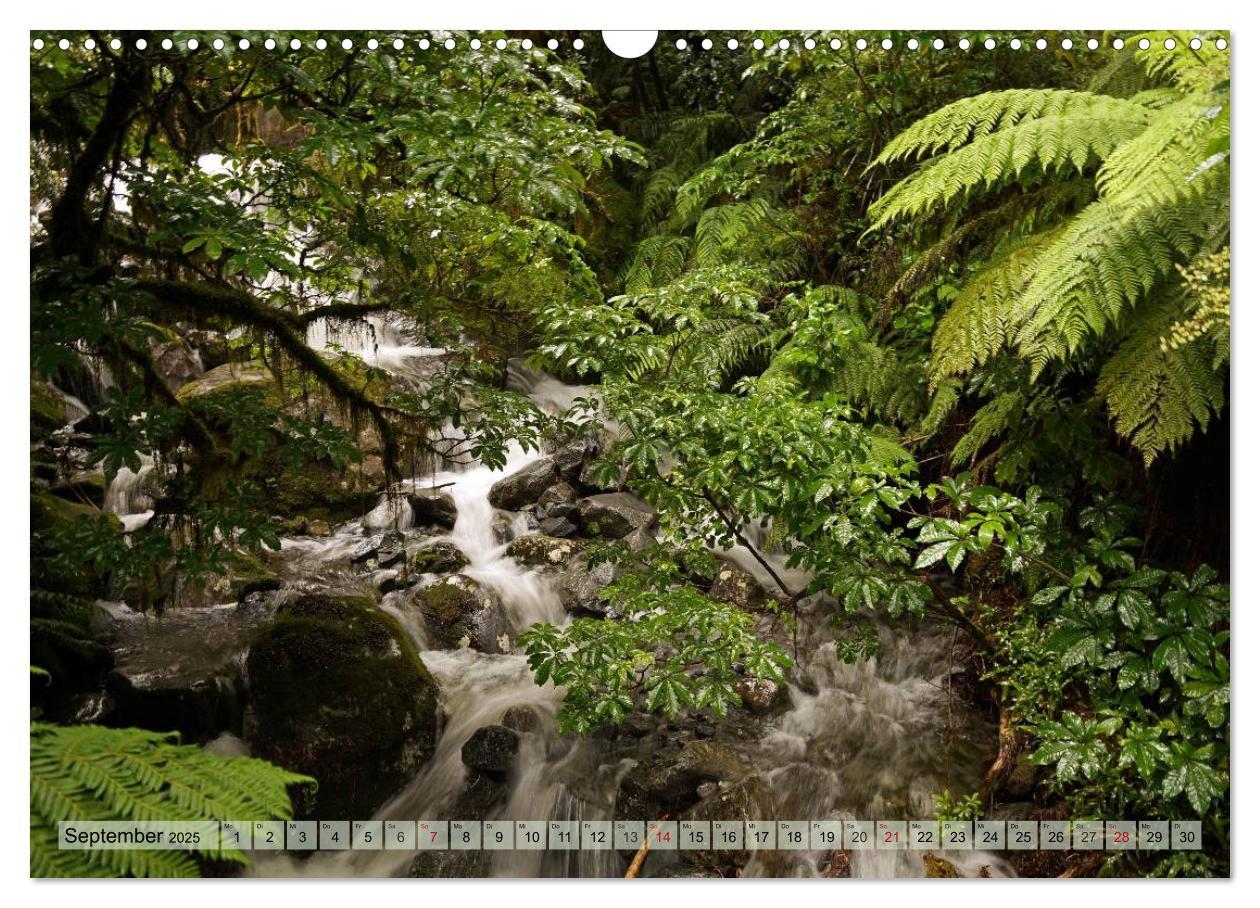 Bild: 9783435622603 | Primärwald - Neuseeland (Wandkalender 2025 DIN A3 quer), CALVENDO...