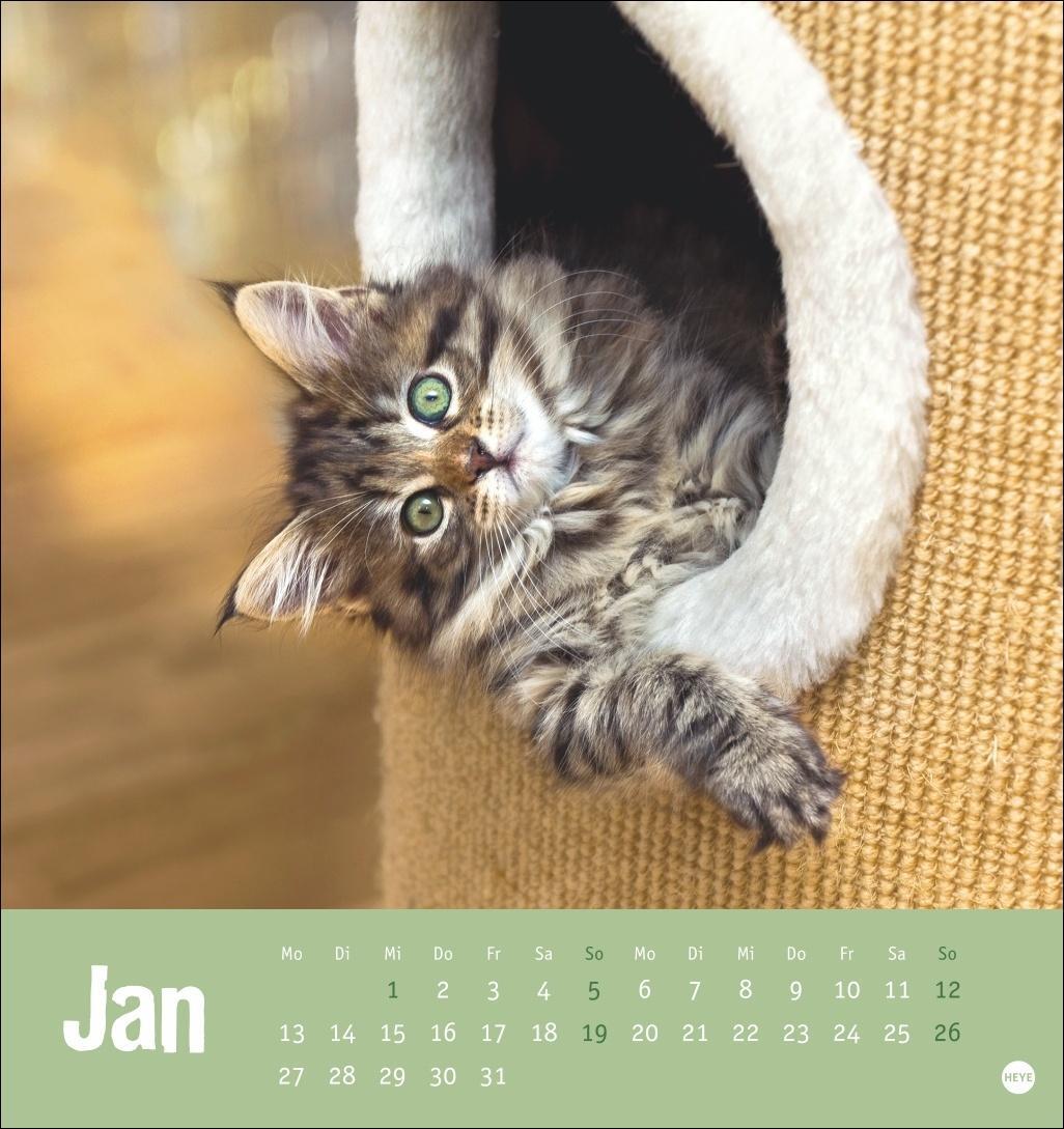 Bild: 9783756407088 | Tierisch entspannte Katzen Postkartenkalender 2025 | Heye | Kalender