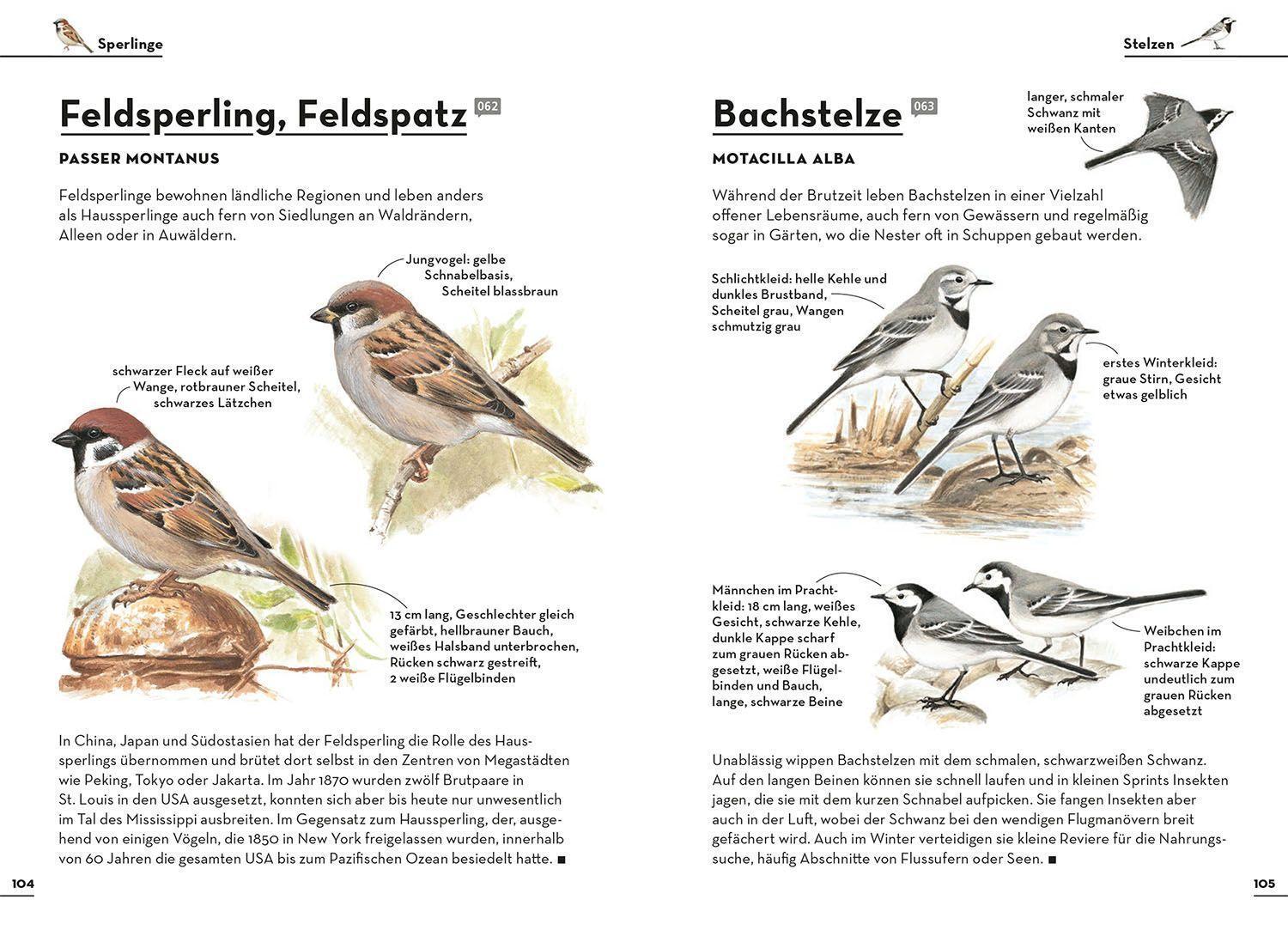 Bild: 9783440174449 | Einfach Gartenvögel | 75 Arten ganz leicht erkennen | Felix Weiß