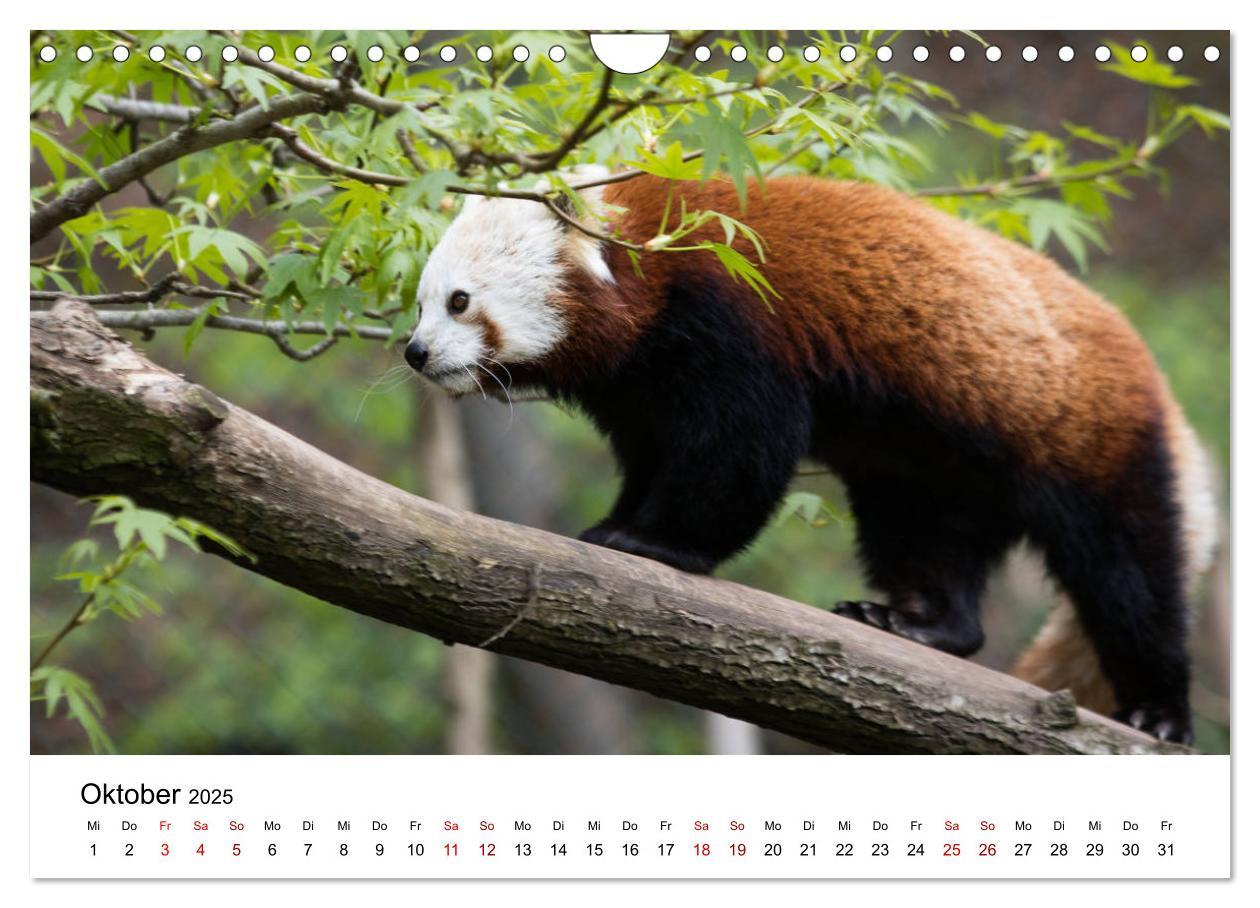 Bild: 9783435330706 | Rote Pandas - geschickte Kletterer (Wandkalender 2025 DIN A4 quer),...