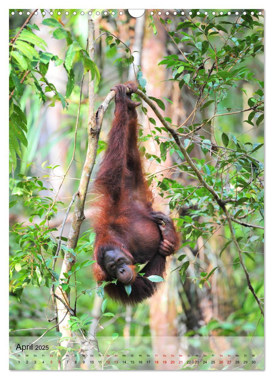 Bild: 9783435965205 | Orang Utans aus Borneo (Wandkalender 2025 DIN A3 hoch), CALVENDO...