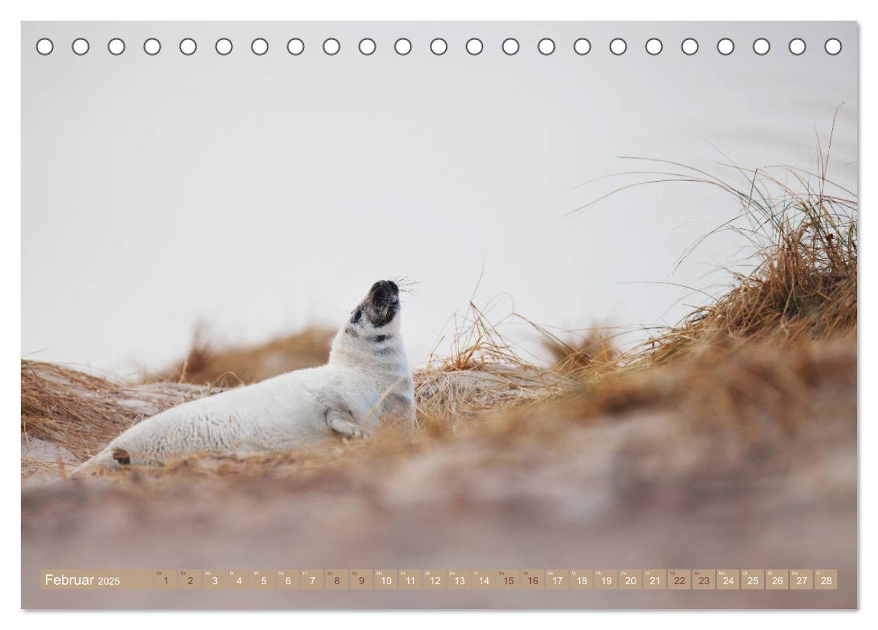 Bild: 9783435250912 | Kegelrobben - Die Kegelrobben von Helgoland (Tischkalender 2025 DIN...