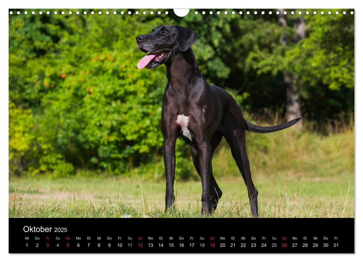 Bild: 9783435761890 | Deutsche Dogge 2025 (Wandkalender 2025 DIN A3 quer), CALVENDO...