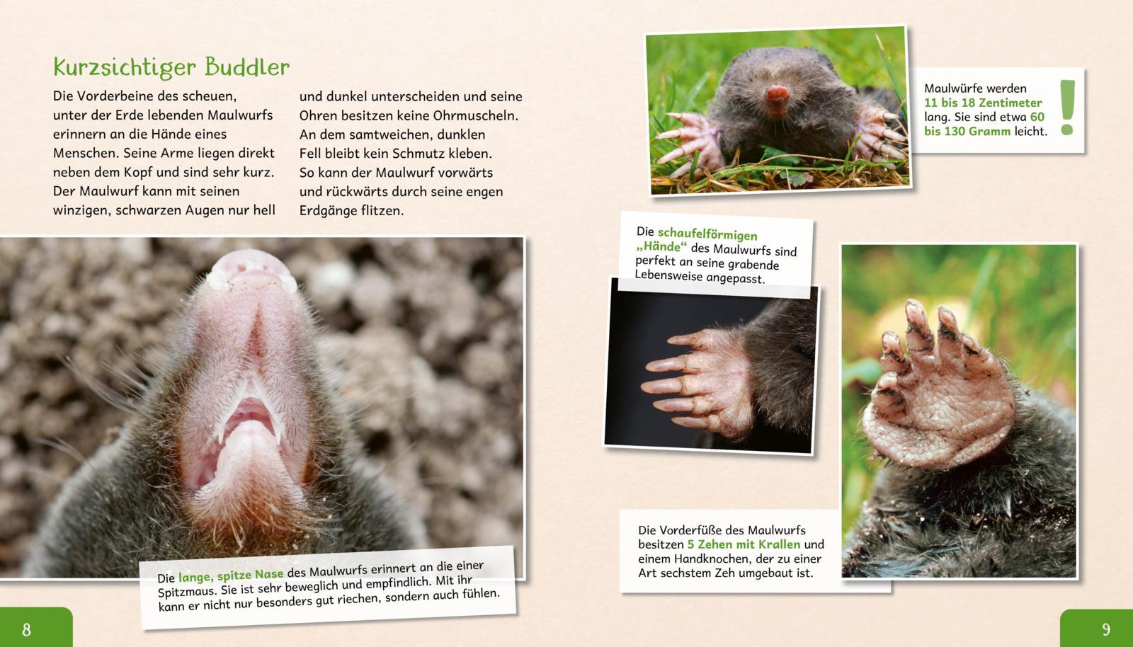 Bild: 9783480236572 | Meine große Tierbibliothek: Der Maulwurf | Jens Poschadel | Buch