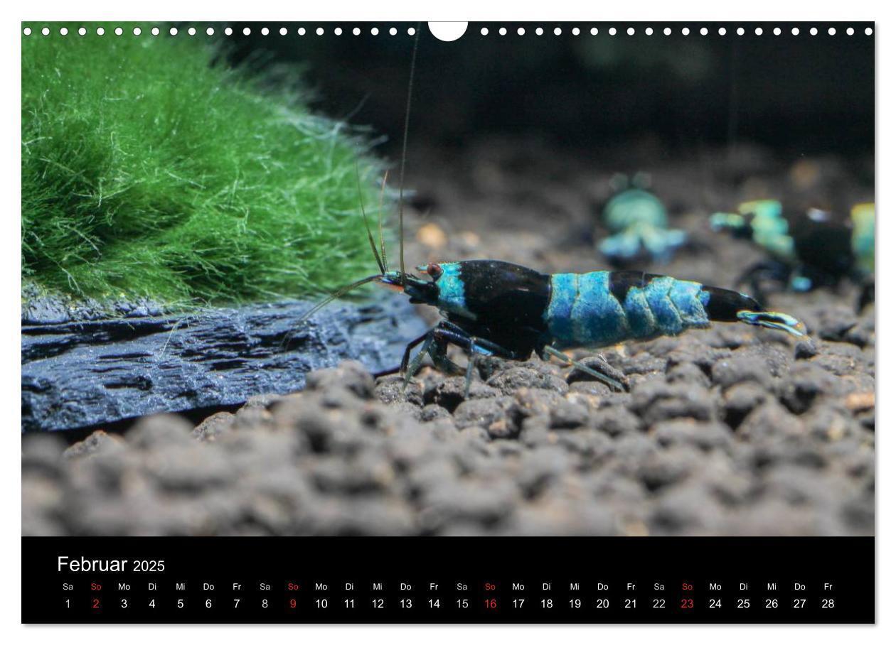 Bild: 9783435561582 | Zwerggarnelen - gepanzerte Juwelen im Aquarium (Wandkalender 2025...