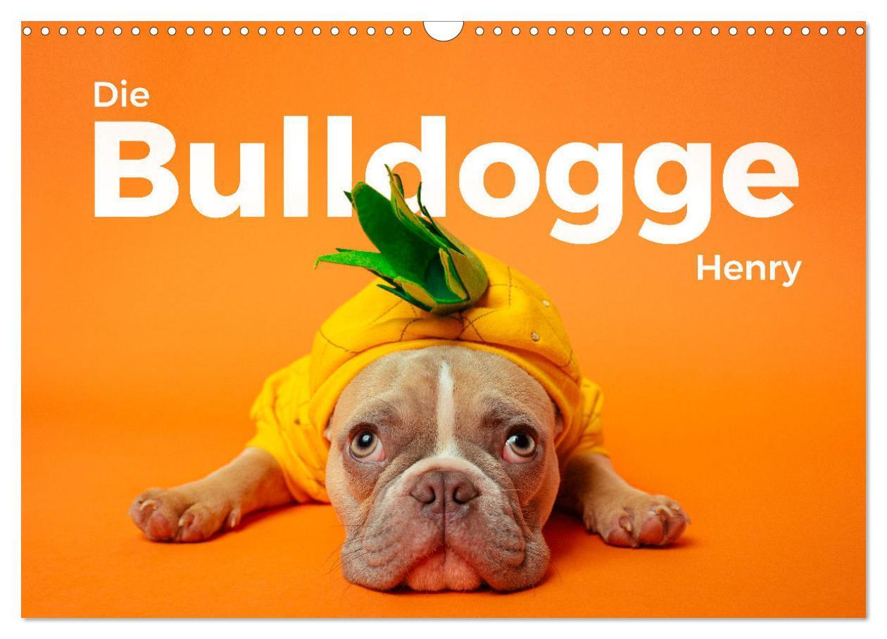 Cover: 9783457182680 | Die Bulldogge Henry (Wandkalender 2025 DIN A3 quer), CALVENDO...